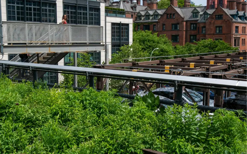 Things to Do in NYC 7 Wildflowers and walkway on the High Line elevated park in Chelsea