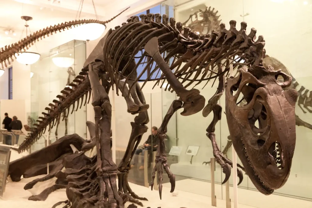 American Museum of Natural History: Tickets, Route, and How Long You Really Need 2 The Allosaurus skeleton mounted over a sauropod spine in the fourth floor fossil halls at the American Museum of Natural History