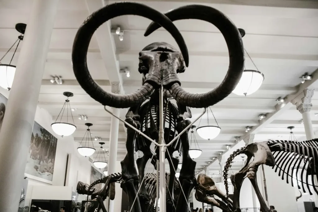 American Museum of Natural History: Tickets, Route, and How Long You Really Need 3 A mammoth skeleton in the fourth floor mammal halls at the American Museum of Natural History
